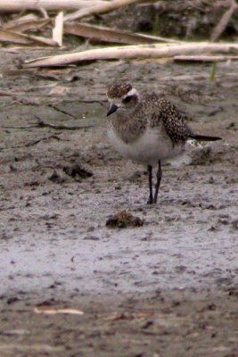 American Golden Plover