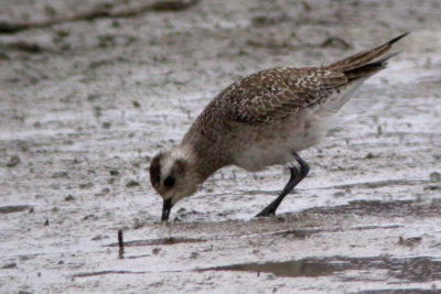 American Golden Plover