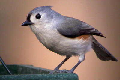 Tufted Titmouse