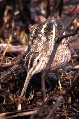 Common Snipe