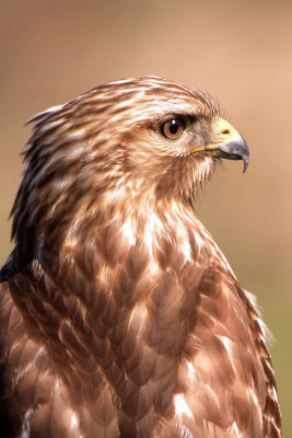 Red-Shouldered Hawk (Juvenile)