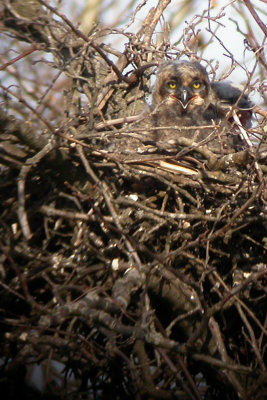 Great Horned Owl