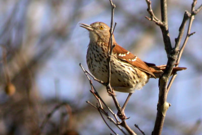 Brown Thrasher