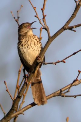 Brown Thrasher