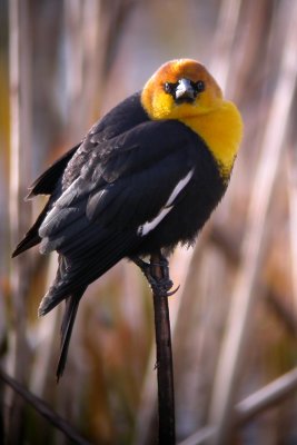 Yellow-Headed Blackbird