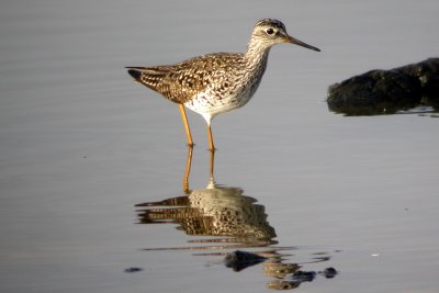 Greater Yellowlegs