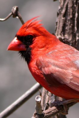 Northern Cardinal