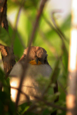 Yellow-Billed Cuckoo