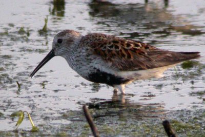 Dunlin