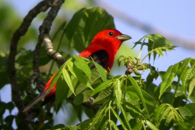 Scarlet Tanager