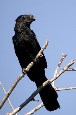 Groove-Billed Ani