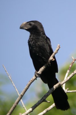 Groove-Billed Ani