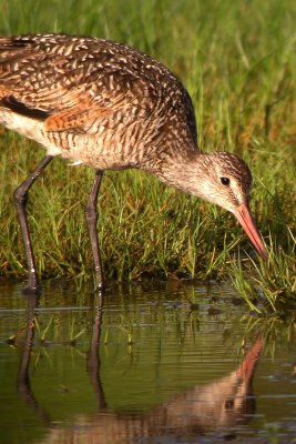 Marbled Godwit