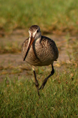 Marbled Godwit