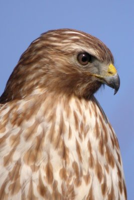 Red-Shouldered Hawk (immature)