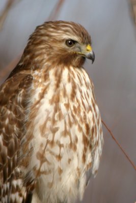Red-Shouldered Hawk (immature)
