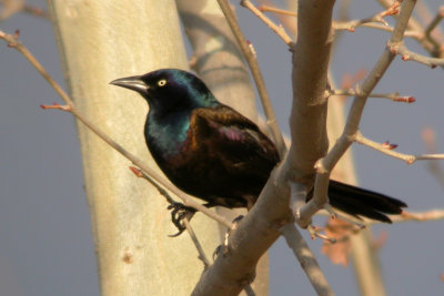 Common Grackle