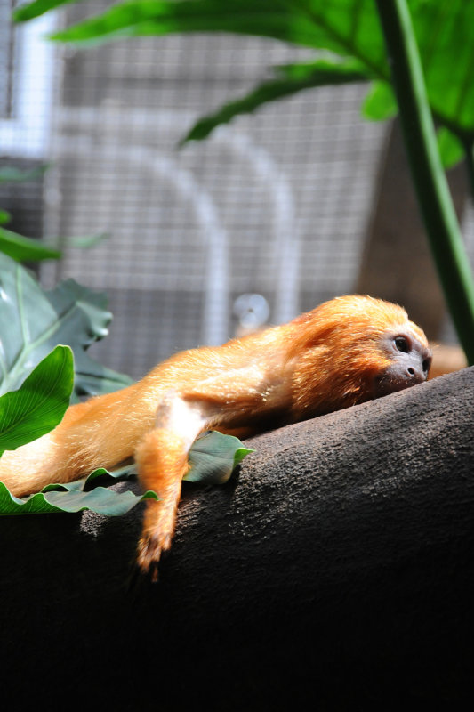 Tired Tamarin
