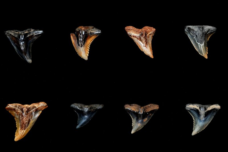 Snaggletooth shark teeth (upper antero-lateral) from Calvert Cliffs, Maryland