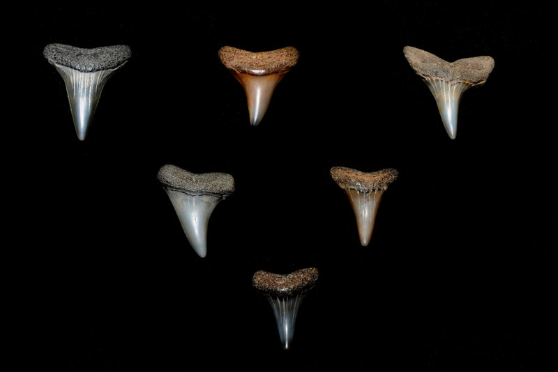 Mako shark teeth from Calvert Cliffs, Maryland