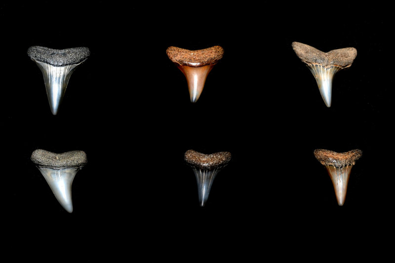Mako shark teeth from Calvert Cliffs, Maryland