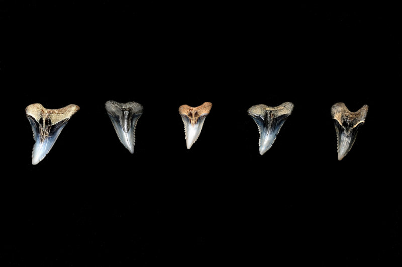 Snaggletooth shark teeth (upper right para-symphyseal)  from Calvert Cliffs, Maryland