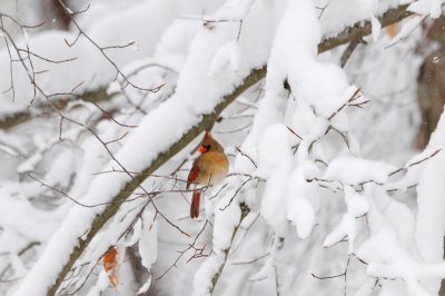 Female Cardinal in the Snow