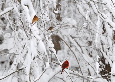 Male and Female Cardinals in the Snow