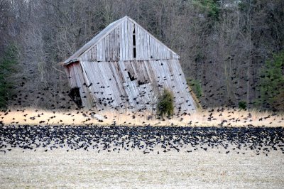 Flock of Wild Blackbirds on the move