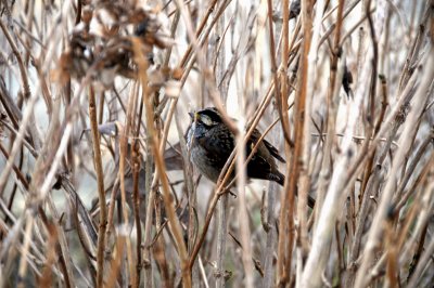 Small bird hiding in the thicket