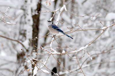 Blujay in the Snow in our Back Yard