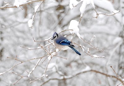 Blujay in the Snow in our Back Yard