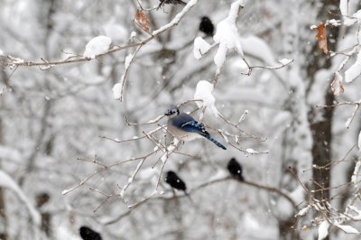 Bluejay and other Blackbirds in the Snow in our Back Yard