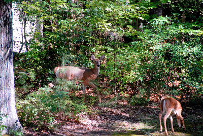 Wild Deer in Back Yard