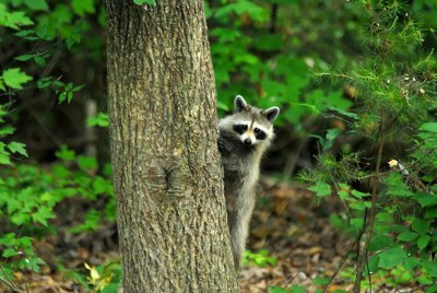 Racoon in Back Yard