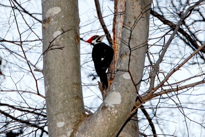 Pileated Woodpecker in Back Yard