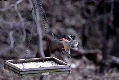 Redheaded Woodpecker Landing on Feeder