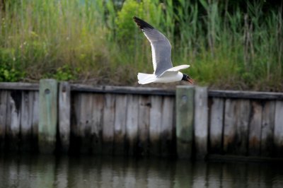 Sea gull on bay side of Ocean City, Md