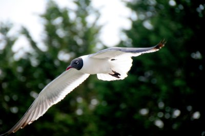 Sea gull on bay side of Ocean City, Md