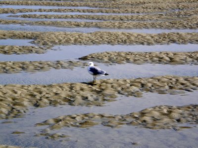 Seagull on tidal area at North Myrtle Beach SC