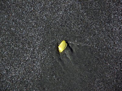 Yellow shell on North Myrtle Beach SC