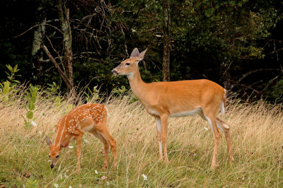 Deer and Foe at Shenandoah National Park