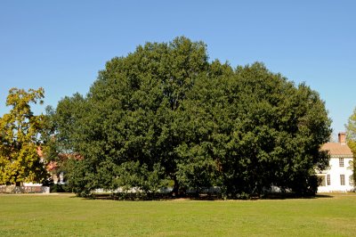 Massive oak tree on Williamsburg courthouse grounds