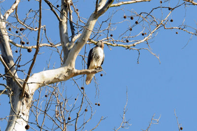 Red Tail Hawk in Colonial Williamsburg