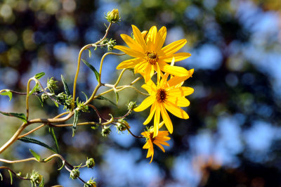 Unknown Yellow Flower in Williamsburg