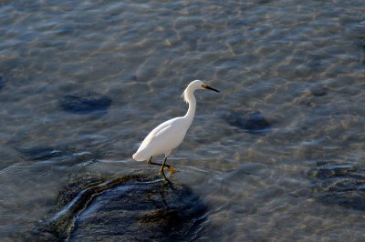 Great Egret