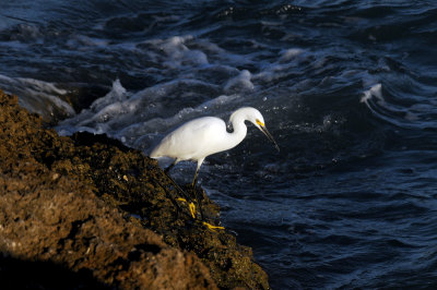 Great Egret