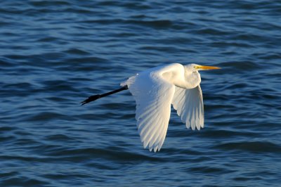 Great Egret