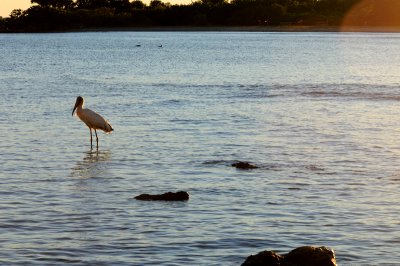 Wood Stork