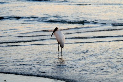 Wood Stork